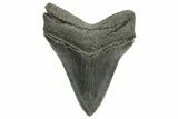 Serrated, Fossil Megalodon Tooth - South Carolina #374698-2